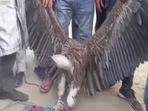 A video clip was shared by ANI where locals were seen holding the bird by its wings. (ANI) A video clip was shared by ANI where locals were seen holding the bird by its wings. (ANI)