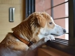 Pet care: How to train your pet to stay alone(Pixabay) Pet care: How to train your pet to stay alone(Pixabay)