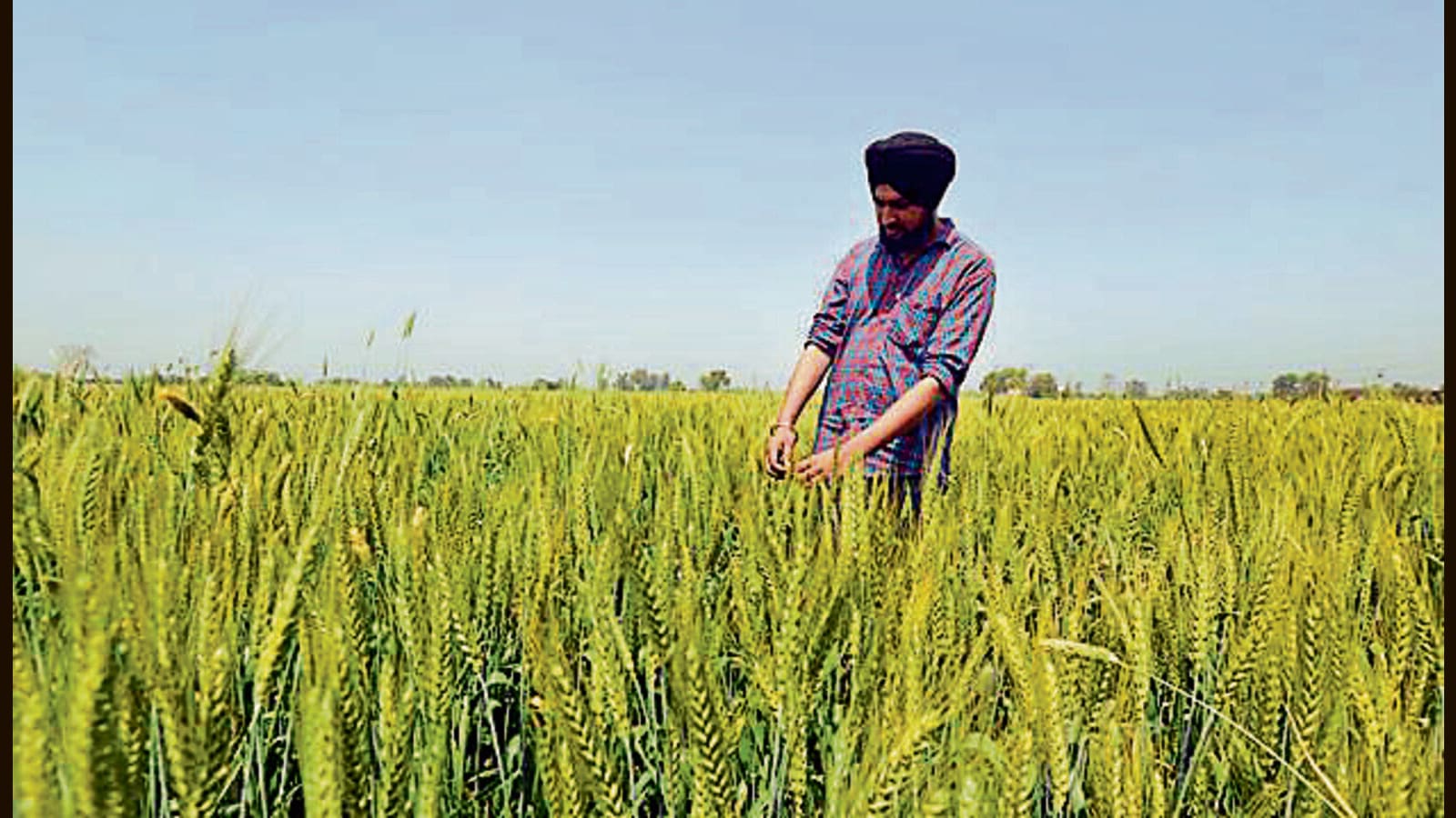 Cereal Straw  Center for Crop Diversification