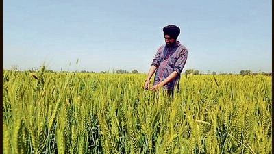 In kharif season, Punjab grows paddy over an area of about 32 lakh hectares, which needs irrigation and at least four inches puddling at time of transplantation. (HT file photo) In kharif season, Punjab grows paddy over an area of about 32 lakh hectares, which needs irrigation and at least four inches puddling at time of transplantation. (HT file photo)