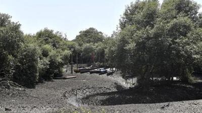 Official documents show that the project will lead to the felling of 25,438 trees, including 24,302 mangroves. To offset the loss, compensatory afforestation has been proposed on 54 hectares of degraded land in three nearby villages in Palghar itself. (HT Photo) Official documents show that the project will lead to the felling of 25,438 trees, including 24,302 mangroves. To offset the loss, compensatory afforestation has been proposed on 54 hectares of degraded land in three nearby villages in Palghar itself. (HT Photo)