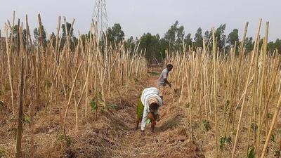 The mandate will soon be incorporated into the city’s Development Control Regulations (DCR), which states that 10% of all plots larger than 10,000 square metres must be reserved as open space or LOS (Layout Open Space) in the city’s development plan. Now, 5% of this LOS will be reserved for Miyawaki plantations, which use a technique pioneered by Japanese botanist Akira Miyawaki to ensure 10 times faster growth of plants. (Pic courtesy: Green Yatra) The mandate will soon be incorporated into the city’s Development Control Regulations (DCR), which states that 10% of all plots larger than 10,000 square metres must be reserved as open space or LOS (Layout Open Space) in the city’s development plan. Now, 5% of this LOS will be reserved for Miyawaki plantations, which use a technique pioneered by Japanese botanist Akira Miyawaki to ensure 10 times faster growth of plants. (Pic courtesy: Green Yatra)