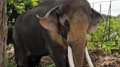 The tusker was earlier captured by the Tamil Nadu forest department last year. (File image) The tusker was earlier captured by the Tamil Nadu forest department last year. (File image)