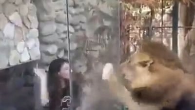 The image shows a woman mocking a lion standing inside an enclosure. (Twitter/@angie_karan)