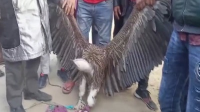 A video clip was shared by ANI where locals were seen holding the bird by its wings. (ANI) A video clip was shared by ANI where locals were seen holding the bird by its wings. (ANI)