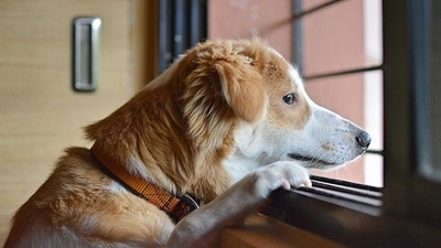 Pet care: How to train your pet to stay alone (Pixabay) Pet care: How to train your pet to stay alone (Pixabay)
