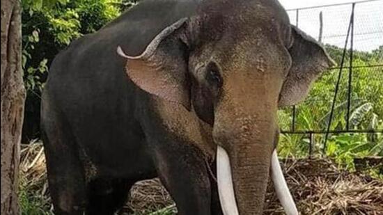 The tusker was earlier captured by the Tamil Nadu forest department last year. (File image)