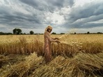 million tonnes from 109.59 million tonnes a year earlier, according to the government data. (PTI) million tonnes from 109.59 million tonnes a year earlier, according to the government data. (PTI)