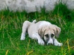 Why is my dog coughing constantly? Here are common reasons(Pixabay) Why is my dog coughing constantly? Here are common reasons(Pixabay)