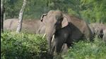 After post-mortem, the elephant was cremated by forest officials. (File image (Representative))
