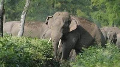 After post-mortem, the elephant was cremated by forest officials. (File image (Representative)) After post-mortem, the elephant was cremated by forest officials. (File image (Representative))