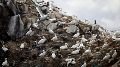 Japan Bird Flu Outbreak: Birds are seen in Japan. (Reuters)