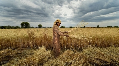 million tonnes from 109.59 million tonnes a year earlier, according to the government data. (PTI) million tonnes from 109.59 million tonnes a year earlier, according to the government data. (PTI)