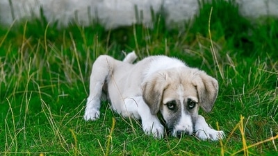 Why is my dog coughing constantly? Here are common reasons (Pixabay) Why is my dog coughing constantly? Here are common reasons (Pixabay)
