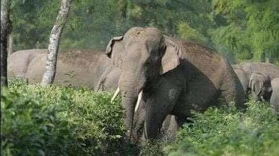 After post-mortem, the elephant was cremated by forest officials. (File image (Representative))