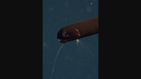 The image shows a deep sea predator called dragonfish.(Instagram/@schmidtocean)