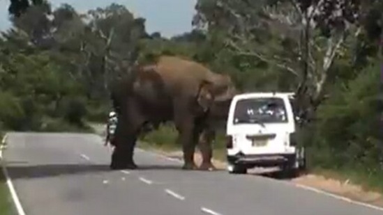 Screengrab of the video showing the elephant searching the van after the people inside attempted to feed it.(Twitter/susantananda3)