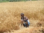 The national-level multi-state seed cooperative society will be set up under Multi-State Cooperative Societies (MSCS) Act, 2002. (HT Photo) The national-level multi-state seed cooperative society will be set up under Multi-State Cooperative Societies (MSCS) Act, 2002. (HT Photo)