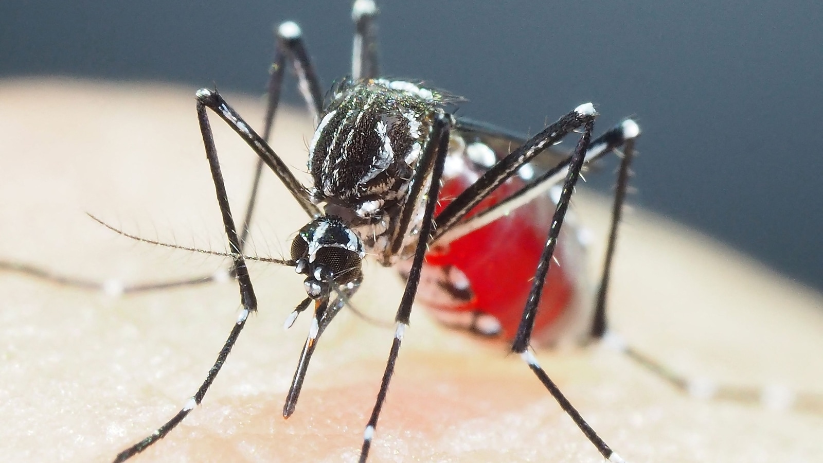 Jak komary przenoszące dengę ewoluują, aby uodpornić się na środki owadobójcze