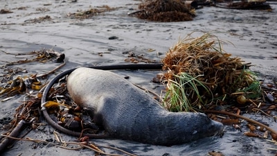 A dead sea lion lies in the sand near storm debris washed up on the beach. Scientists say human-caused climate change, brought about by the unchecked burning of fossil fuels, has supercharged these wild swings in weather, making the wets wetter and the dries drier, as reported by AFP. (Mario Tama / Getty Images via AFP)