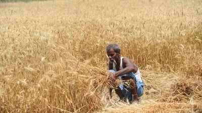 The national-level multi-state seed cooperative society will be set up under Multi-State Cooperative Societies (MSCS) Act, 2002. (HT Photo)