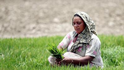 Separately, the Union government named the country’s subsidized foodgrain programme under the National Food Security Act 2013 as Pradhan Mantri Garib Kalyan Ann Yojana (PMGKAY). (HT Photo) Separately, the Union government named the country’s subsidized foodgrain programme under the National Food Security Act 2013 as Pradhan Mantri Garib Kalyan Ann Yojana (PMGKAY). (HT Photo)