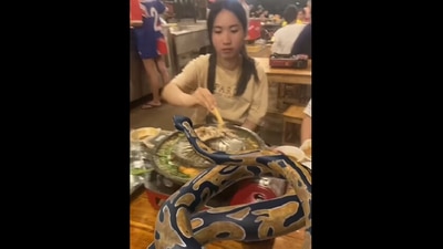Video shows women dining with 'python,' (Instagram/@ilhanatalay_) Video shows women dining with 'python,' (Instagram/@ilhanatalay_)