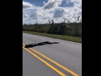 15 feet Burmese Python crossing road.(Instagram/@Kymberly Clark) 15 feet Burmese Python crossing road.(Instagram/@Kymberly Clark)