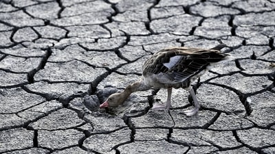 A goose walks on a dried bed of Lake Velence in Velence, Hungary, on August 11, 2022. According to Copernicus, a world barely 1.2C above pre-industrial levels has already been buffeted by record heatwaves, droughts and temperatures, and is headed for a disastrous 2.8C above that benchmark. (Anna Szilagyi / AP) A goose walks on a dried bed of Lake Velence in Velence, Hungary, on August 11, 2022. According to Copernicus, a world barely 1.2C above pre-industrial levels has already been buffeted by record heatwaves, droughts and temperatures, and is headed for a disastrous 2.8C above that benchmark. (Anna Szilagyi / AP)