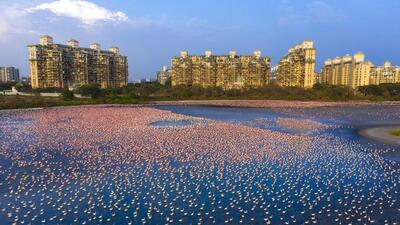 Around three years ago, flamingo numbers began to explode at the TSC-NRI wetland complex near Palm Beach road in Belapur, which has yielded some of the most striking visuals of flamingos in MMR in recent times – forsaking Uran’s wetlands. It was speculated that there was a direct link between the Covid-19 lockdown and the explosion of flamingo numbers, that the birds were perhaps undisturbed for the first time due to the reduction in human activity. (Nayan Khanolkar) Around three years ago, flamingo numbers began to explode at the TSC-NRI wetland complex near Palm Beach road in Belapur, which has yielded some of the most striking visuals of flamingos in MMR in recent times – forsaking Uran’s wetlands. It was speculated that there was a direct link between the Covid-19 lockdown and the explosion of flamingo numbers, that the birds were perhaps undisturbed for the first time due to the reduction in human activity. (Nayan Khanolkar)