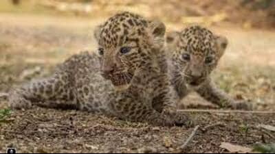 DFO Bahraich Sanjay Sharma said a team of veterinary doctors conducted a postmortem of the leopard cub on Thursday. (FOR REPRESENTATION PURPOSE)
