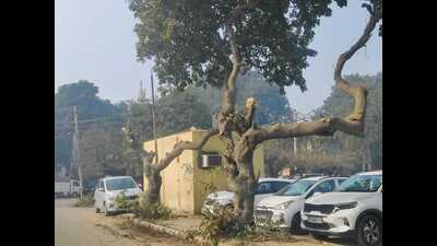 Members of the city-based civil society group, Public Action Committee (PAC), have raised objection over the reckless pruning of trees in Sarabha Nagar, Ludhiana. (HT Photo)