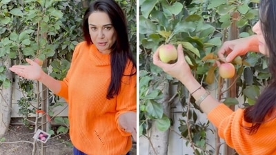 Preity Zinta shows off the apples in her kitchen garden. Preity Zinta shows off the apples in her kitchen garden.
