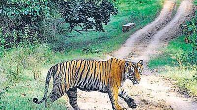 The search for the animal was underway, officials claimed. (HT file photo)