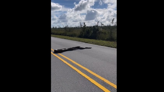 15 feet Burmese Python crossing road.(Instagram/@Kymberly Clark)