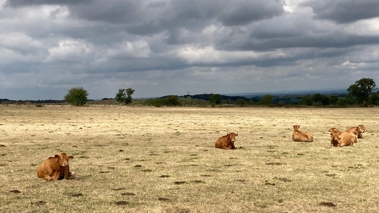 This file photo taken on August 19, 2022 shows a herd of cows on a dried meadow following the heatwave in Vensat, southern France. According to AFP, the nation experienced its "hottest year" ever measured since records began in 1900, the national weather service of France announced on November 30, 2022. (Thierry Zoccolan / AFP)