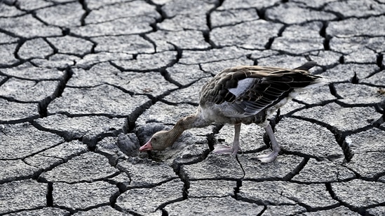 A goose walks on a dried bed of Lake Velence in Velence, Hungary, on August 11, 2022. According to Copernicus, a world barely 1.2C above pre-industrial levels has already been buffeted by record heatwaves, droughts and temperatures, and is headed for a disastrous 2.8C above that benchmark.(Anna Szilagyi / AP)