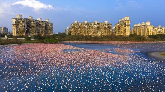 Around three years ago, flamingo numbers began to explode at the TSC-NRI wetland complex near Palm Beach road in Belapur, which has yielded some of the most striking visuals of flamingos in MMR in recent times – forsaking Uran’s wetlands. It was speculated that there was a direct link between the Covid-19 lockdown and the explosion of flamingo numbers, that the birds were perhaps undisturbed for the first time due to the reduction in human activity. (Nayan Khanolkar)