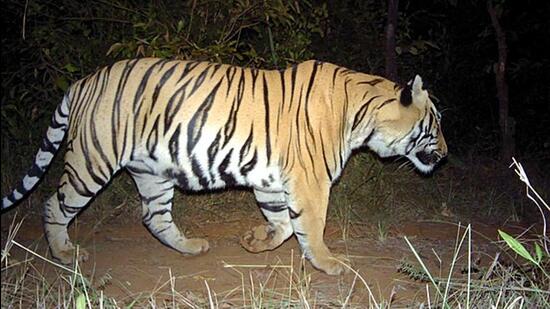 Kerala forest minister A K Saseendran has ordered the caging of the tiger after the attack. (HT Archives (Photo for representation))