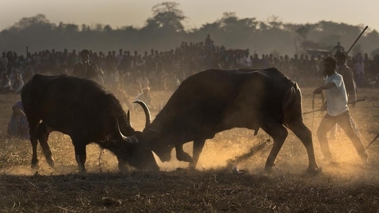 Traditional games such as tekeli bhonga (pot-breaking), buffalo and cock fights, as well as egg fights are also a part of the celebration.(PTI)