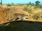 A leopard was sighted on the campus of Bangalore University, sending officials into a tizzy.((ANI Photo/For representation)) A leopard was sighted on the campus of Bangalore University, sending officials into a tizzy.((ANI Photo/For representation))