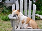 How to manage fatigue in dogs? Tips pet parents must follow(Pixabay) How to manage fatigue in dogs? Tips pet parents must follow(Pixabay)