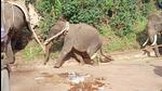 A wild elephant died at Athur Nallur forest in Kushalnagar taluk of Kodagu district during a capture mission by the forest officials. (HT Photo) A wild elephant died at Athur Nallur forest in Kushalnagar taluk of Kodagu district during a capture mission by the forest officials. (HT Photo)