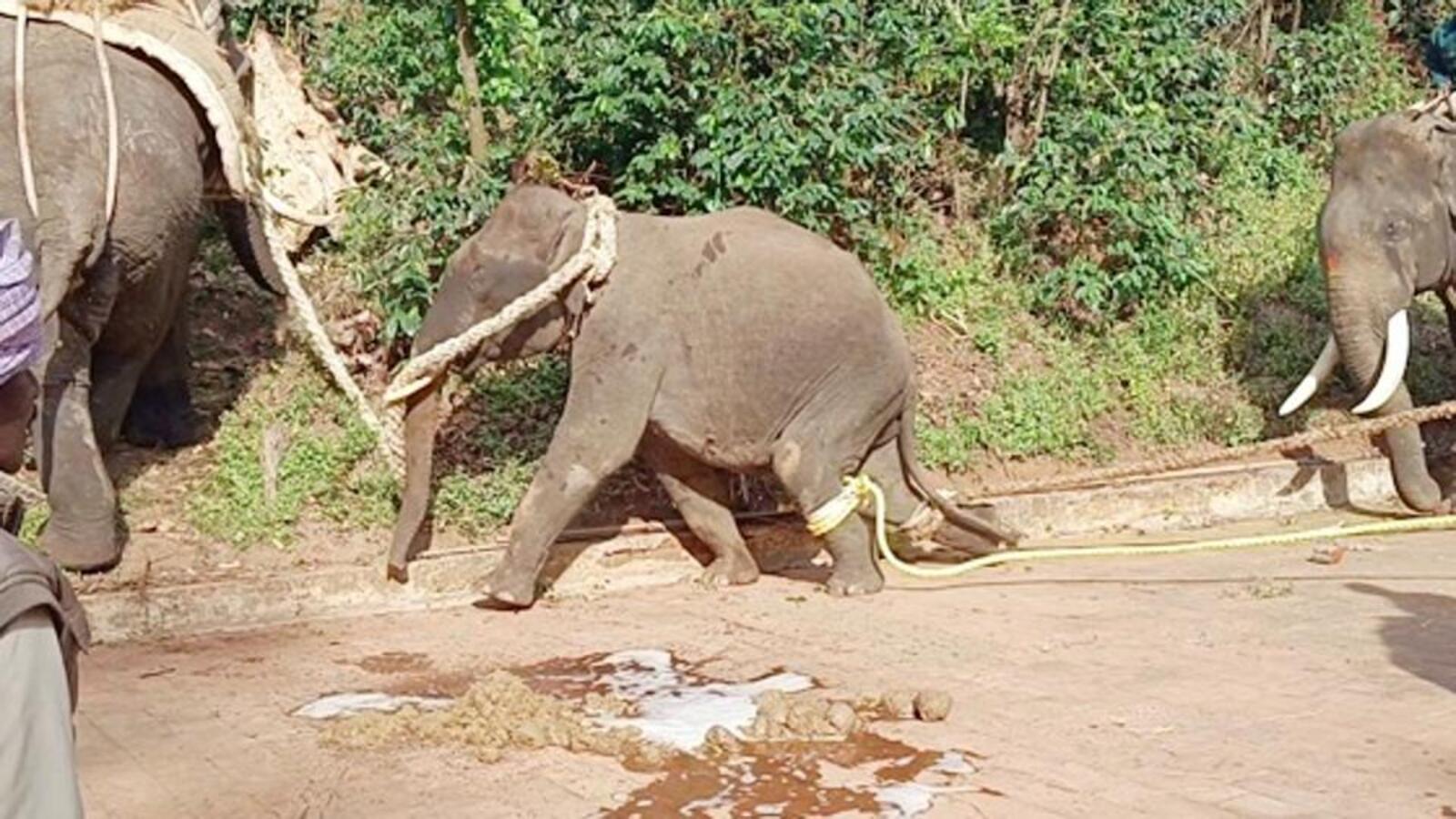 Wild tusker dies during capture operation in Kodagu: officials