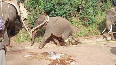 A wild elephant died at Athur Nallur forest in Kushalnagar taluk of Kodagu district during a capture mission by the forest officials. (HT Photo) A wild elephant died at Athur Nallur forest in Kushalnagar taluk of Kodagu district during a capture mission by the forest officials. (HT Photo)