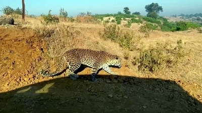 A leopard was sighted on the campus of Bangalore University, sending officials into a tizzy. ((ANI Photo/For representation))