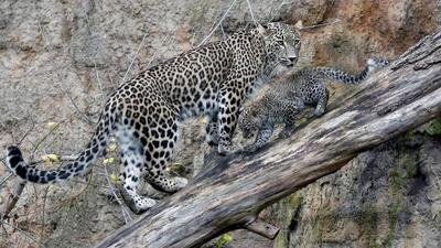 Bangalore University has issued a caution notice to students and staff after videos of a leopard roaming around campus went viral (DAVID W CERNY) Bangalore University has issued a caution notice to students and staff after videos of a leopard roaming around campus went viral (DAVID W CERNY)