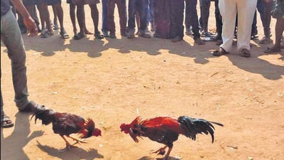 In the Sankranti festive season, hundreds of arenas are set up across the Godavari belt for playing this blood sport, in which two trained roosters fitted with razor-sharp blades and knives on their legs are pitched against each other for a fight. (HT Archives) In the Sankranti festive season, hundreds of arenas are set up across the Godavari belt for playing this blood sport, in which two trained roosters fitted with razor-sharp blades and knives on their legs are pitched against each other for a fight. (HT Archives)