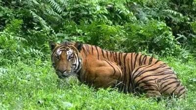 The minister said studies showed there is a sharp increase in animal population that is beyond capacity of forest areas. (File image | Representative) The minister said studies showed there is a sharp increase in animal population that is beyond capacity of forest areas. (File image | Representative)
