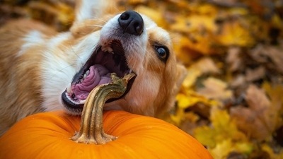 Are vegan pet diets as unhealthy as they’re claimed to be? What evidence says (Pixabay) Are vegan pet diets as unhealthy as they’re claimed to be? What evidence says (Pixabay)